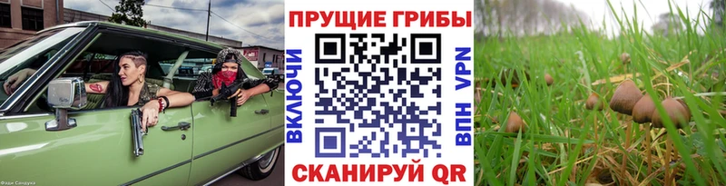 маркетплейс Telegram  Кыштым  Псилоцибиновые грибы Magic Shrooms 